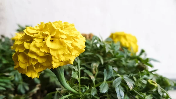 Lkbaharda Açık Havada Çiçek Saksısı Sarı Düğün Çiçeği Bir Saksıda — Stok fotoğraf