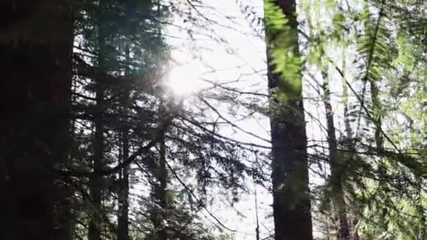 Slowly Panning Forest Sunny Summer Day Flickering Light Branches Magical — Stock Video