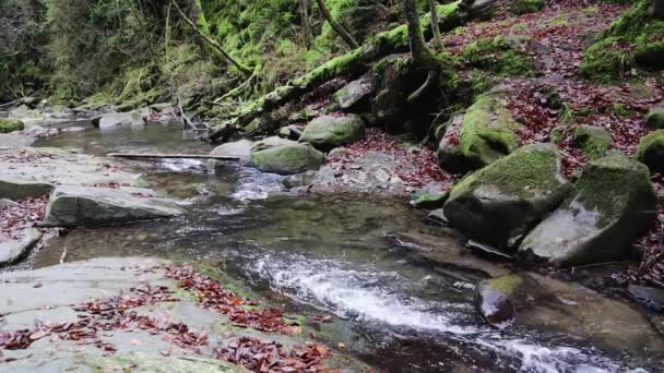 秋の準備金で澄んだ水と渓流 森の流れは岩の上を流れている 水の野生のストリーム 澄んだ水が流れる森の中の山の川 終わりのない晴れた日 — ストック動画