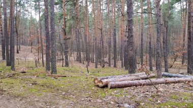 Sonbaharda doğa arka planında Çam Ormanı. Güzel manzara