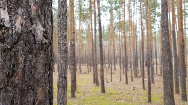 Sonbaharda doğa arka planında Çam Ormanı. Güzel manzara