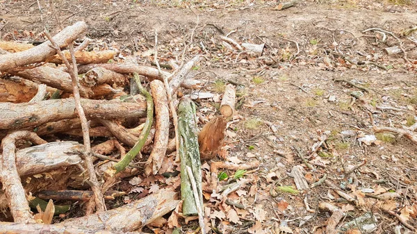 Toros Recém Serrados Logs Árvores Floresta Após Abate — Fotografia de Stock