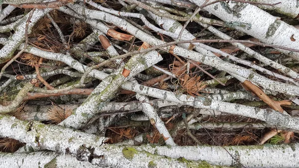 Toros Recém Serrados Logs Árvores Floresta Após Abate — Fotografia de Stock