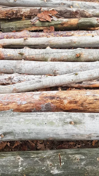 Toros Recém Serrados Logs Árvores Floresta Após Abate — Fotografia de Stock