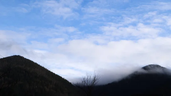 Autumn rain and fog on the mountain hills. Misty autumn forest covered with low clouds. Ukraine. Spruce forest trees on the hills of mountains sticking through the morning fog over autumn landscapes