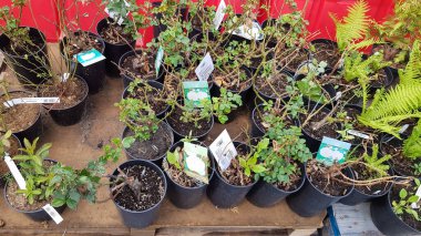 Ukrayna, Kiev - Mayıs 07, 2020. Bahçe merkezi bitki satıyor. Açık bir bahçe dükkanındaki saksılardaki çeşitli ağaçların tohumları. Dükkanlara satılacak fidelerin büyük bir dağıtımı