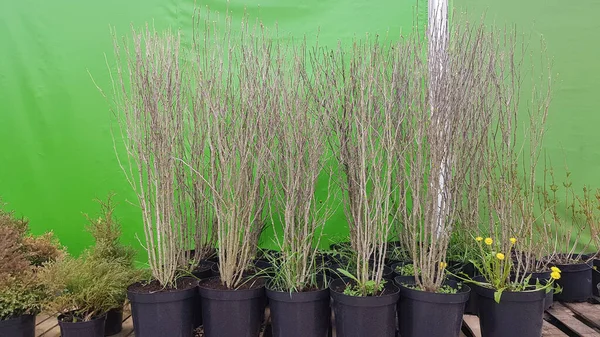 Centro Jardinagem Vendendo Plantas Mudas Várias Árvores Vasos Uma Loja — Fotografia de Stock