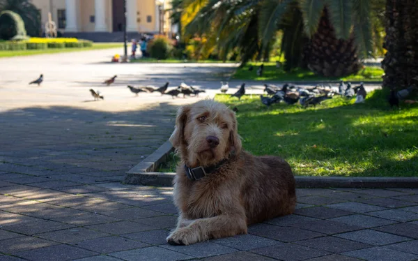 Palmiye ağaçlarının altında evsiz bir köpek