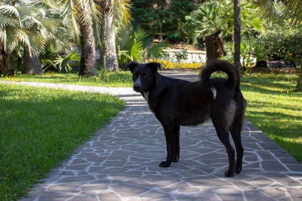 Palmiye ağaçlarının altında evsiz bir köpek