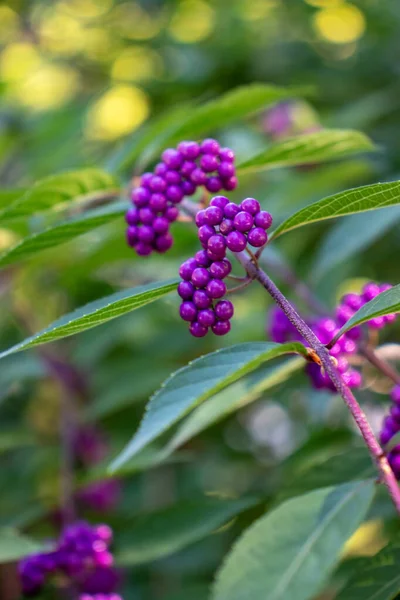 Callicarpa (beautyberry) leylak üzümü
