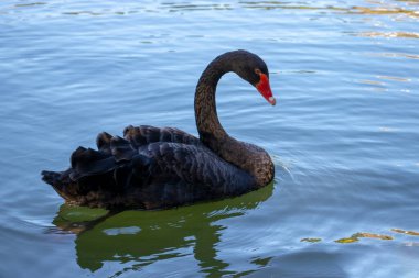 Suda yüzen siyah Kuğu
