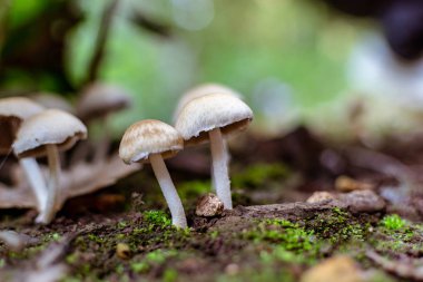 Ormanda doğal mantarlar