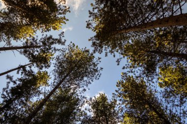 Gökyüzündeki uzun ağaçlar
