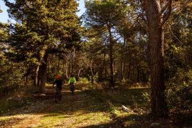 Ormandaki ışıklar ve gölgeler