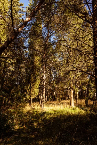 Luces Sombras Bosque —  Fotos de Stock