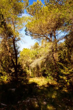 Ormandaki ışıklar ve gölgeler