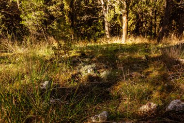 Ormandaki ışıklar ve gölgeler