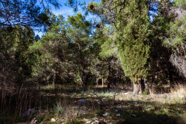 Ormandaki ışıklar ve gölgeler