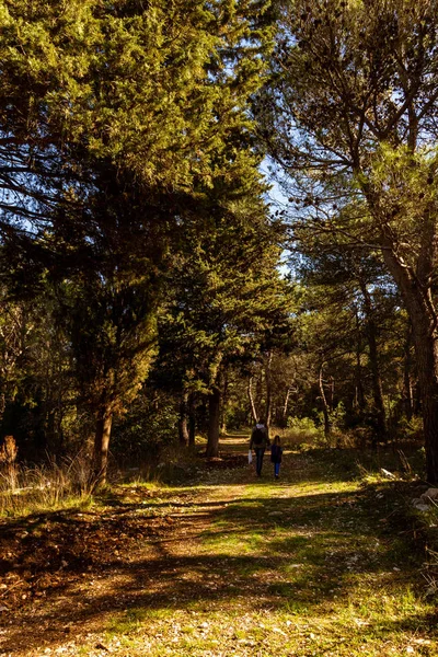 Luzes Sombras Floresta — Fotografia de Stock