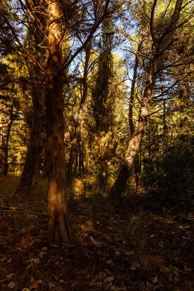 Lichten Schaduwen Het Bos — Stockfoto