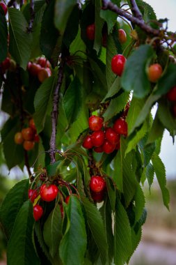 Tarladaki ağaçta mevsimlik doğal kirazlar