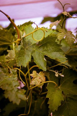 İlk tomurcuklar ve yapraklar ilkbaharda tarlada.