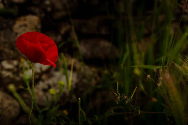 Натуральный Цветок Папаверо Поле — стоковое фото