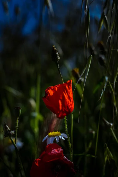 Натуральный Цветок Папаверо Поле — стоковое фото