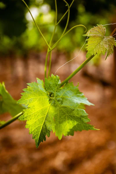 First buds and leaves of the vine in spring in the field — Stock Image First Buds Leaves Vine Spring Field Stock Photo