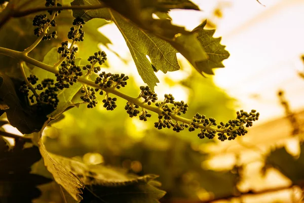 First buds and leaves of the vine in spring in the field — Stock Image First Buds Leaves Vine Spring Field Stock Image