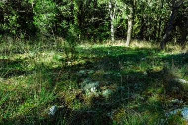 Ormanda yeşil çimenler