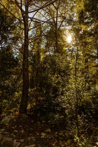 Floresta Outono Com Árvores — Fotografia de Stock