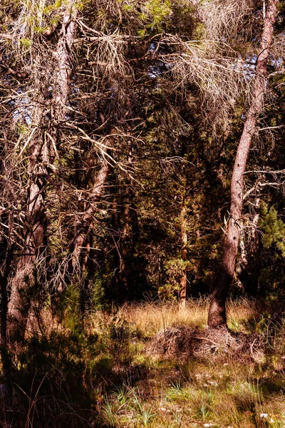 Dry Trees Park — Stock Photo, Image