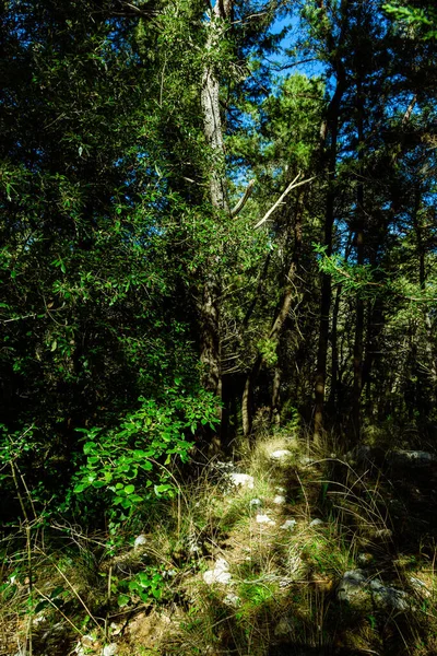 Bosque Verde Verano —  Fotos de Stock