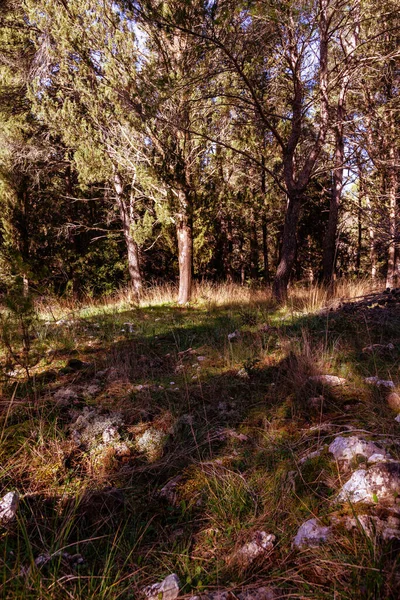 Bos Het Voorjaar — Stockfoto