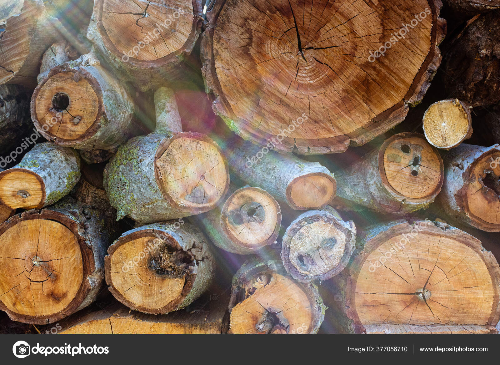 Troncos Madera Fondo Textura — Foto de stock © argentalico #377056710