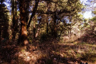 Bir sürü ağacı olan sonbahar ormanı.