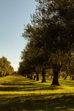 Ağaçlar ve otlarla dolu sonbahar manzarası