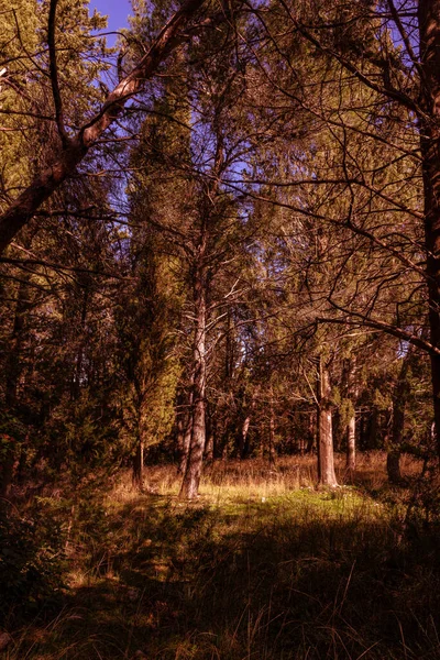 Herfstbos Met Bomen Bladeren — Stockfoto