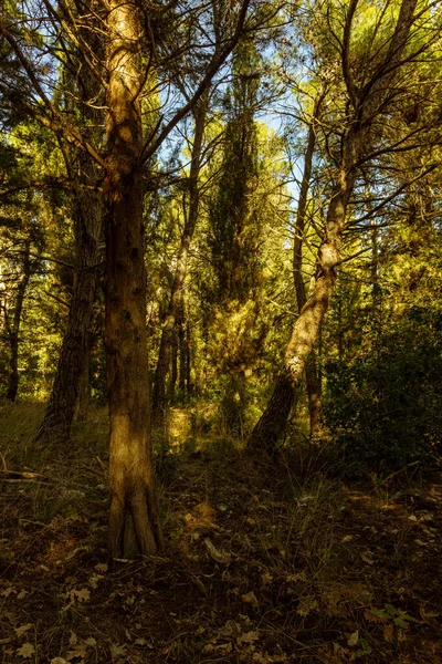 Podzimní Les Stromy Slunečním Světlem — Stock fotografie