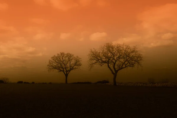 Silhouette Trees Sunset Field — Stock Photo, Image
