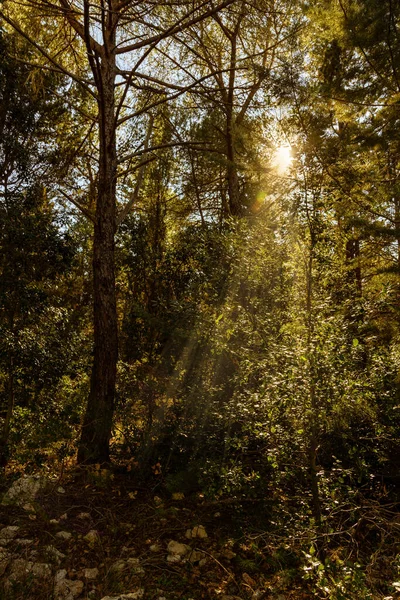 Bosque Otoñal Con Árboles —  Fotos de Stock