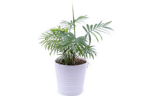 Indoor flower in a white pot — Stock Image Indoor flower in a white pot Stock Image