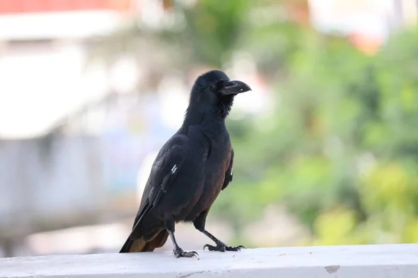 陽射しの下でカラスが倒れた — ストック写真