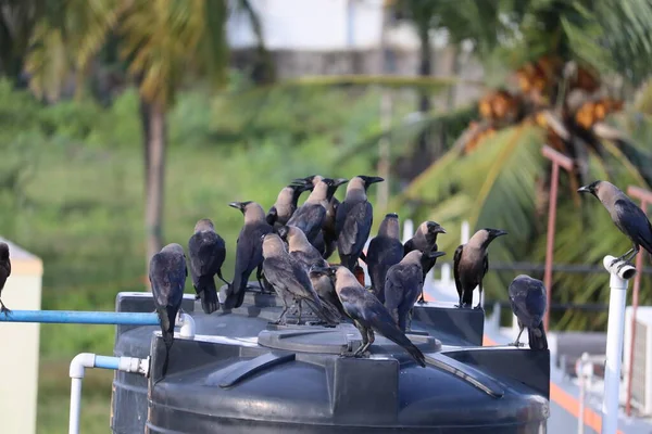 morning community meeting of group of crows