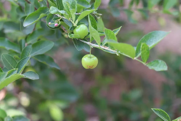 Délicieuses cerises douces mûres comme fond, vue rapprochée — Photo