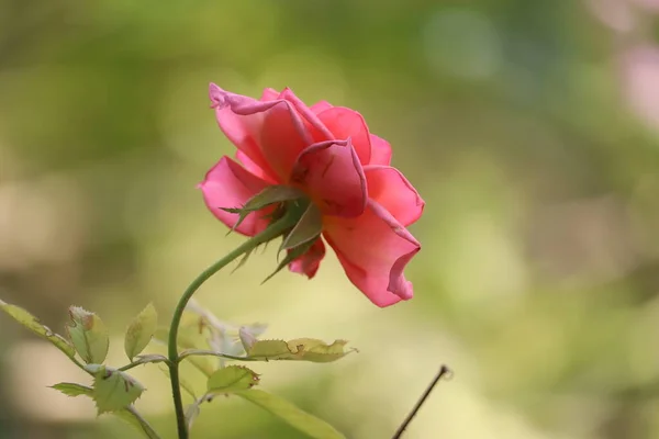 Röd ros blomma blommar i rosor trädgård på bakgrund röda rosor blommor. — Stockfoto