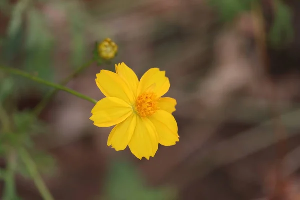 아름다운 노란 꽃이 피는 봄의 배경 — 스톡 사진