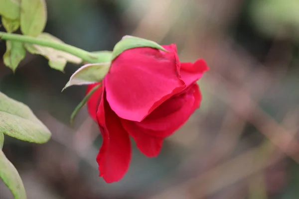 Vackra rosor i trädgården, rosor för alla hjärtans dag — Stockfoto