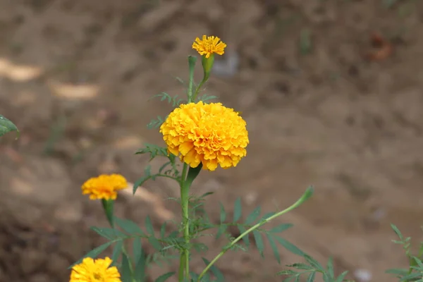 Merygold blomma i trädgårdshemmet — Stockfoto